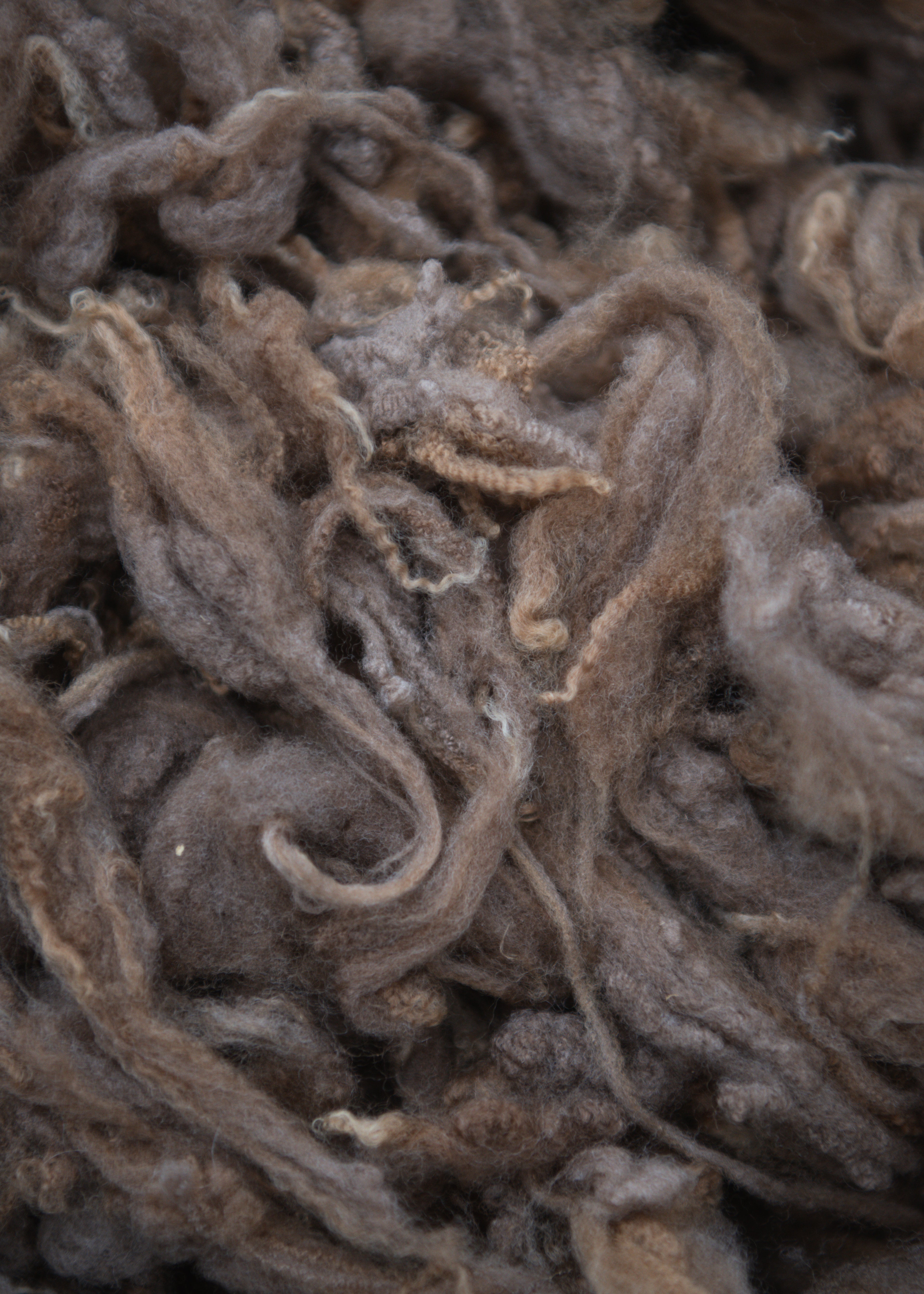15 - Romeldale Scoured Wool (Kersey)