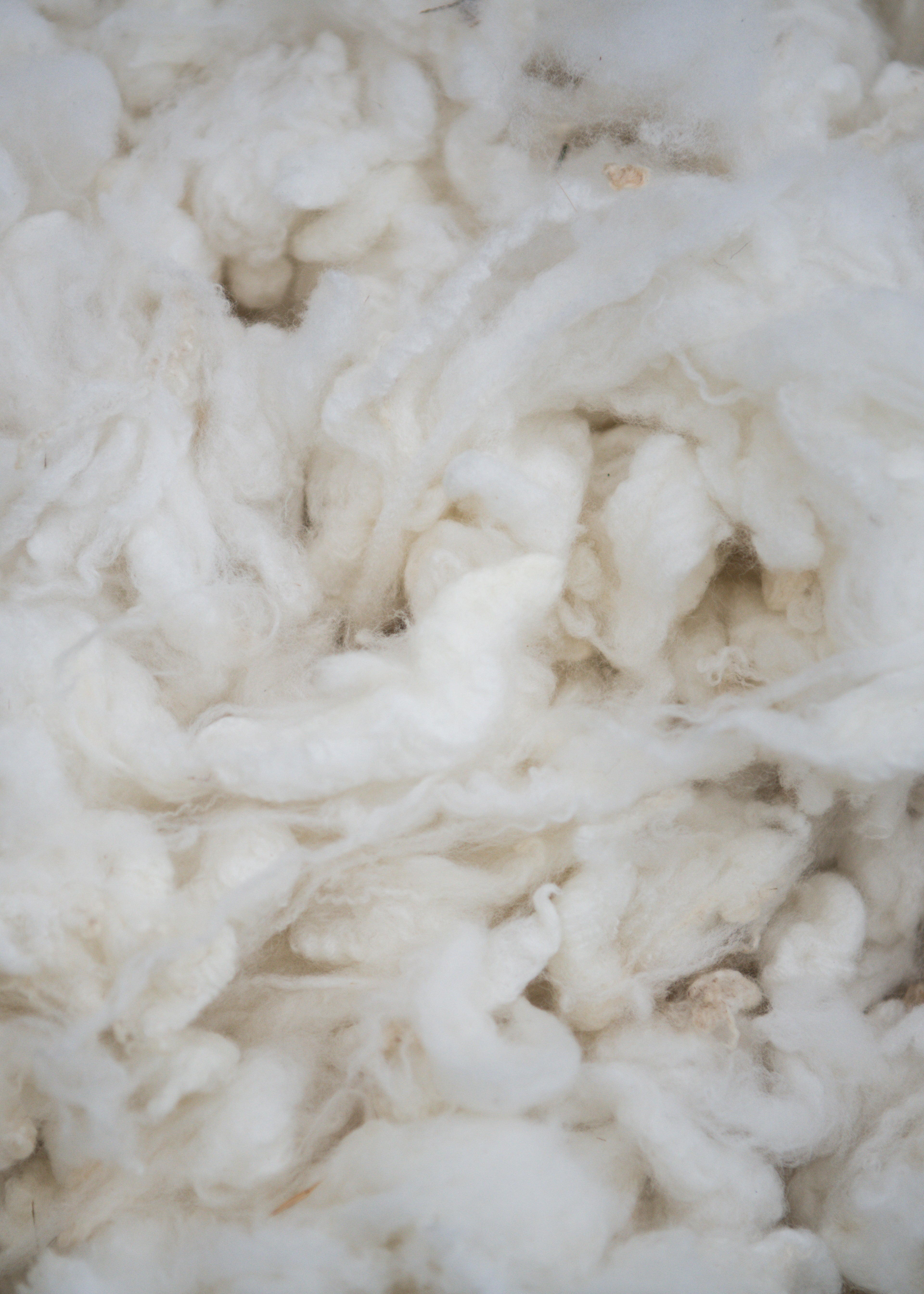 14 - Merino Scoured Wool (Daisy)