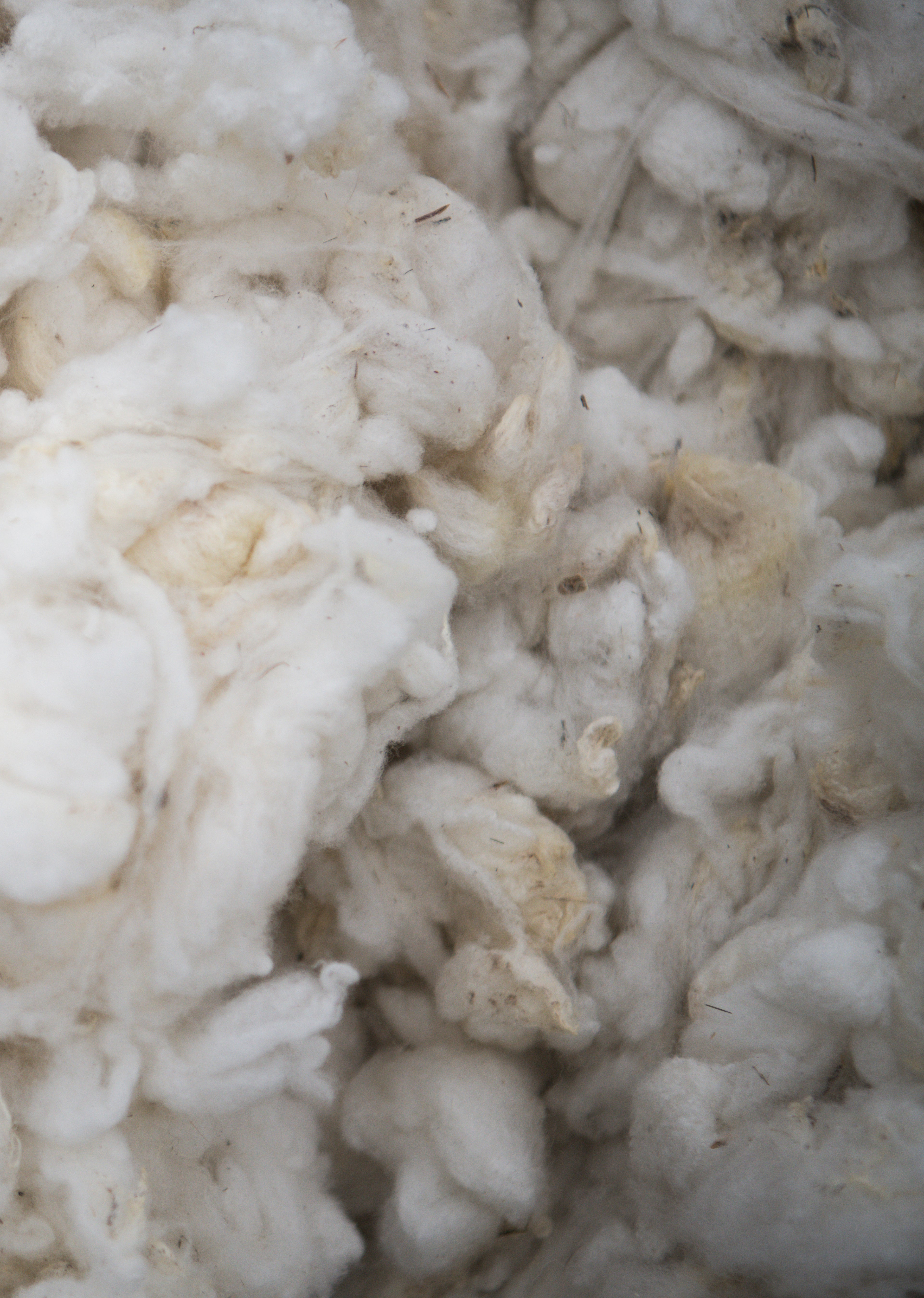 17 - Targhee x Rambouillet Scoured Wool (Heidi)